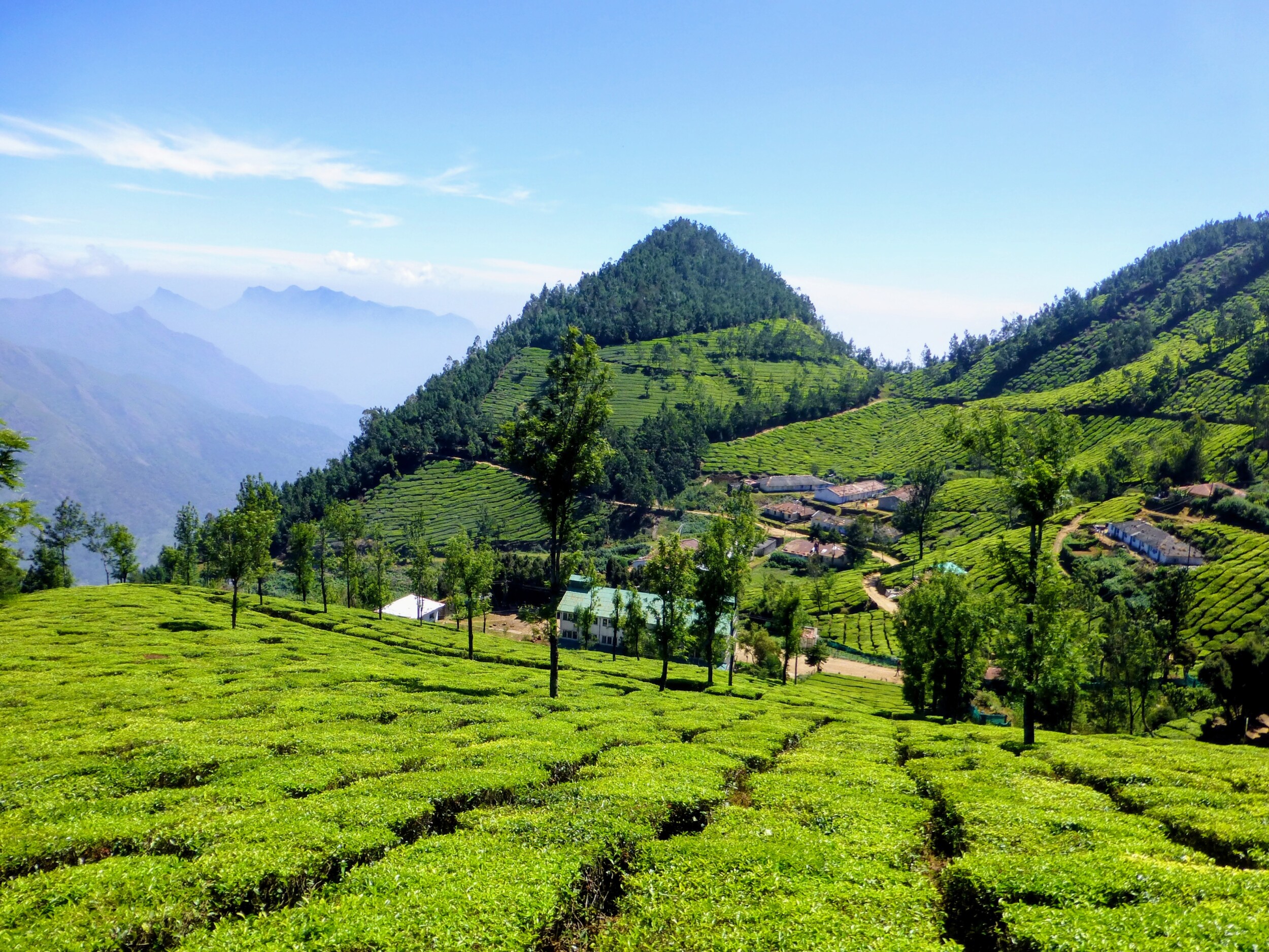 Theeplantages Munnar vergezicht