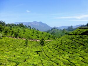 Theeplantages van Munnar - Hoogste ter wereld