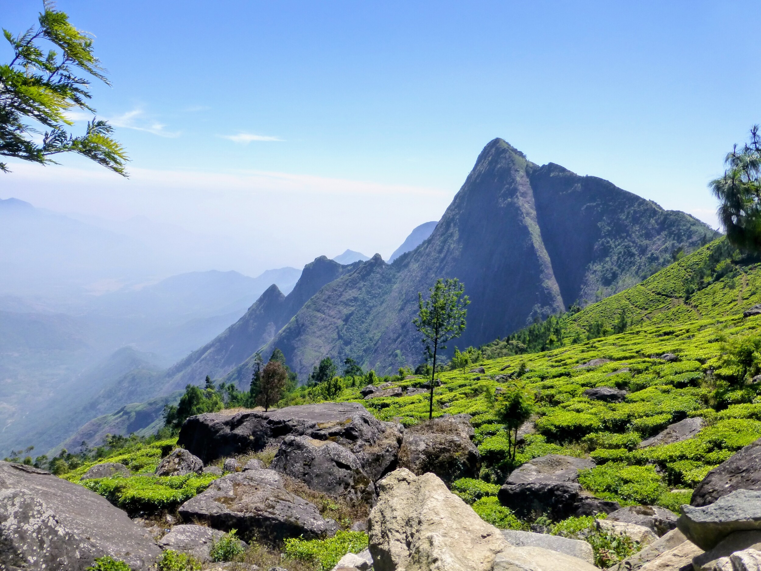 Theeplantages van Munnar India