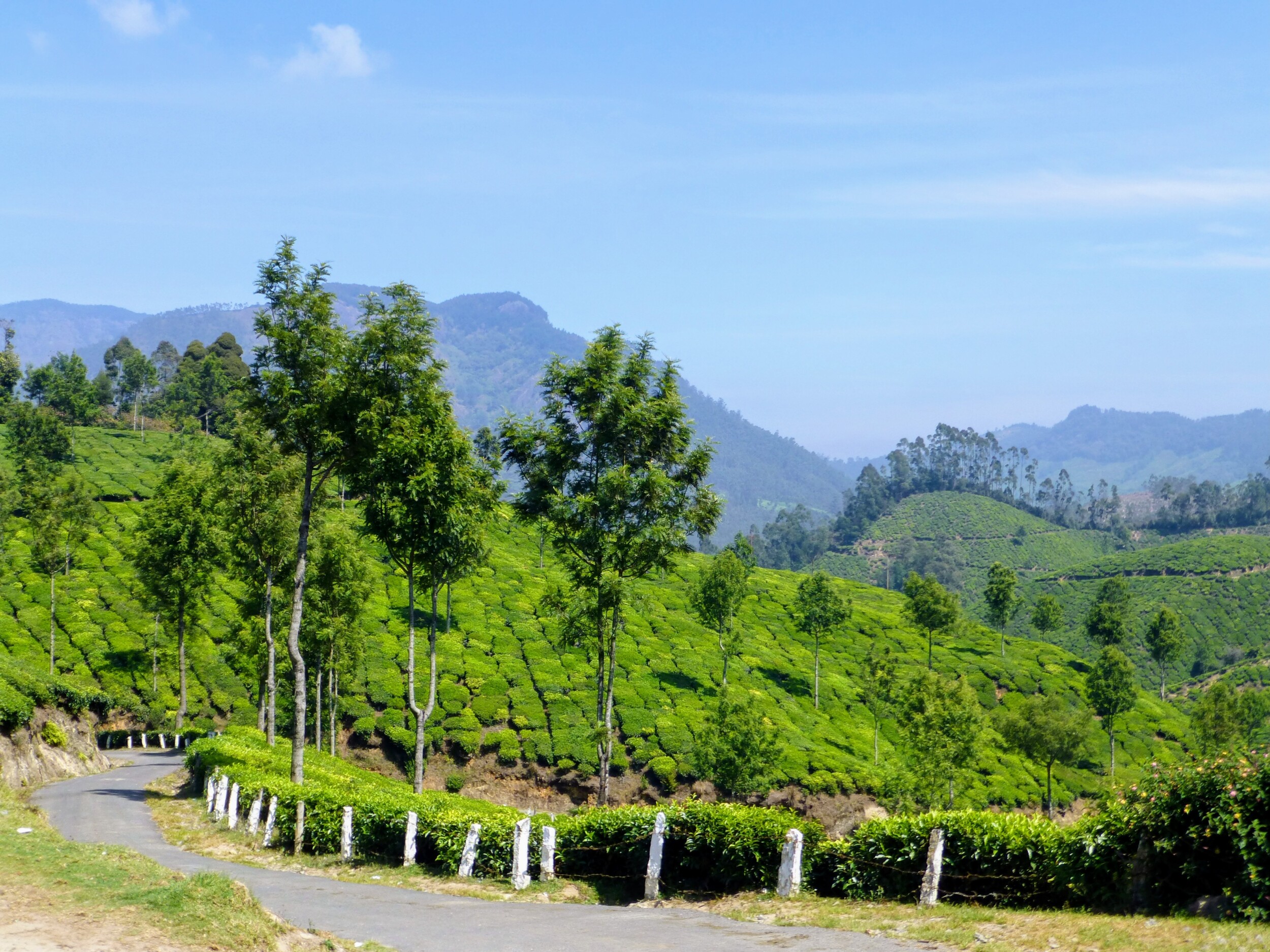 Theeplantages van Munnar, Kerala India