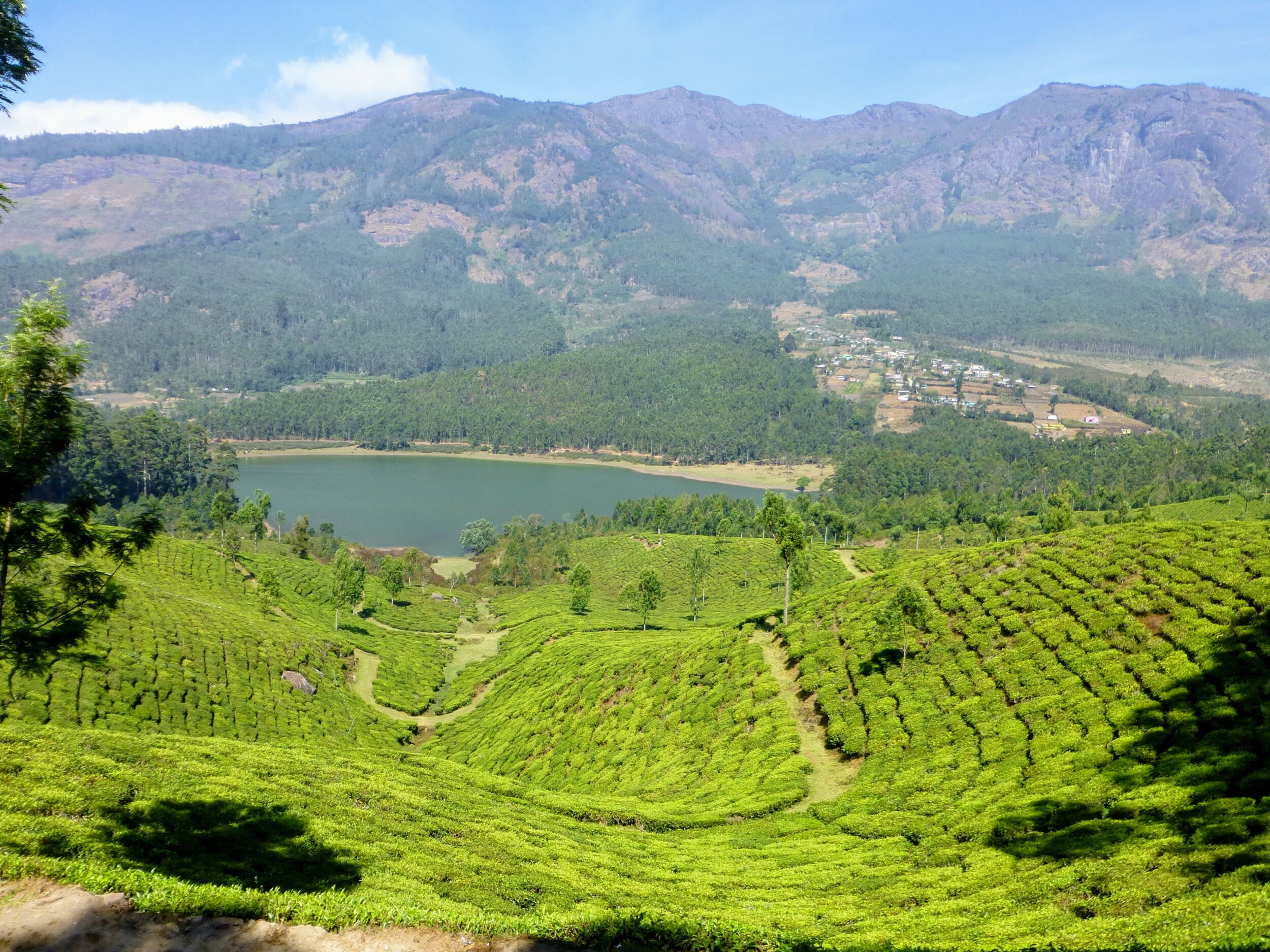 Theeplantages van Munnar, Kerala
