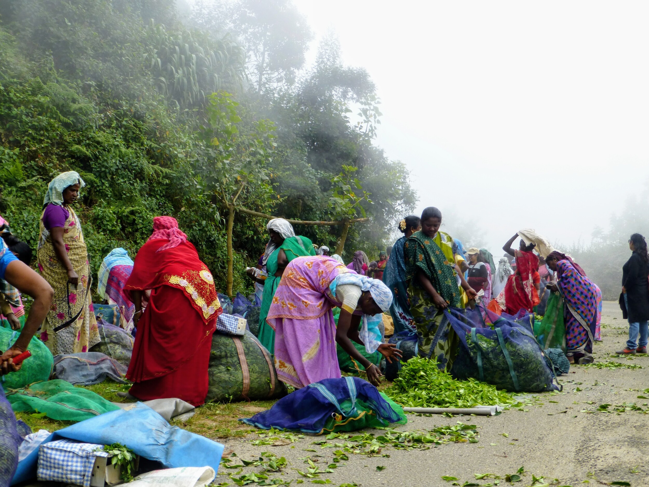 Vrouwen aan het werk - Theeplantage Munnar