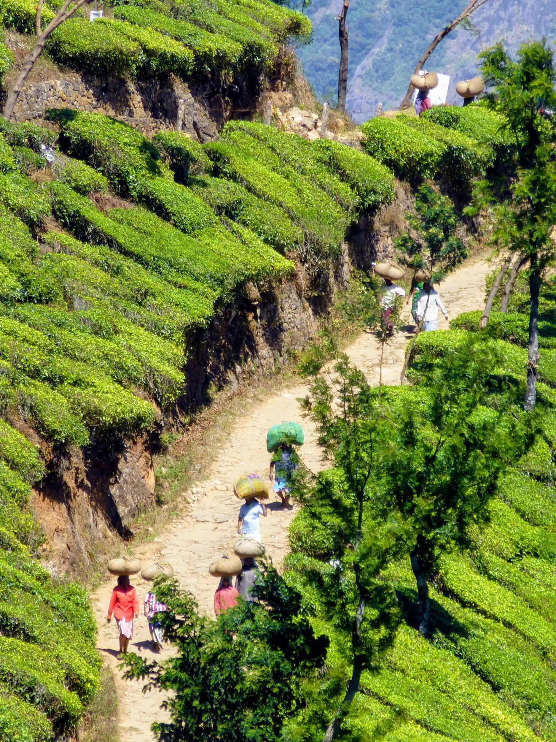 Vrouwen aan het werk op de theeplantages in Munnar