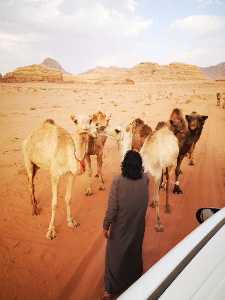 Kamelen in de woestijn van de Wadi Rum - Middagtoer Desert Magic Camp