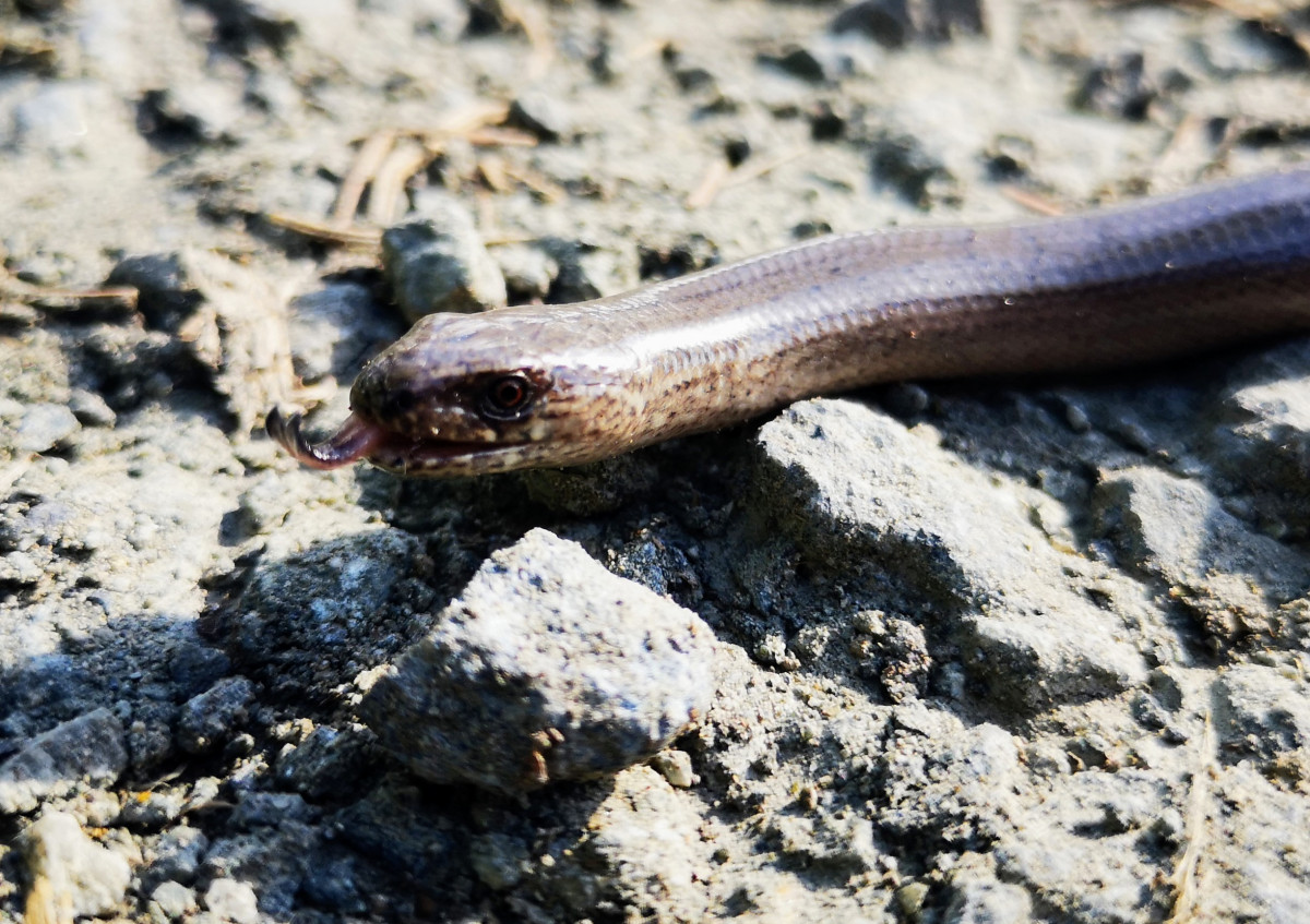 Hazelworm, het eerste wildlife