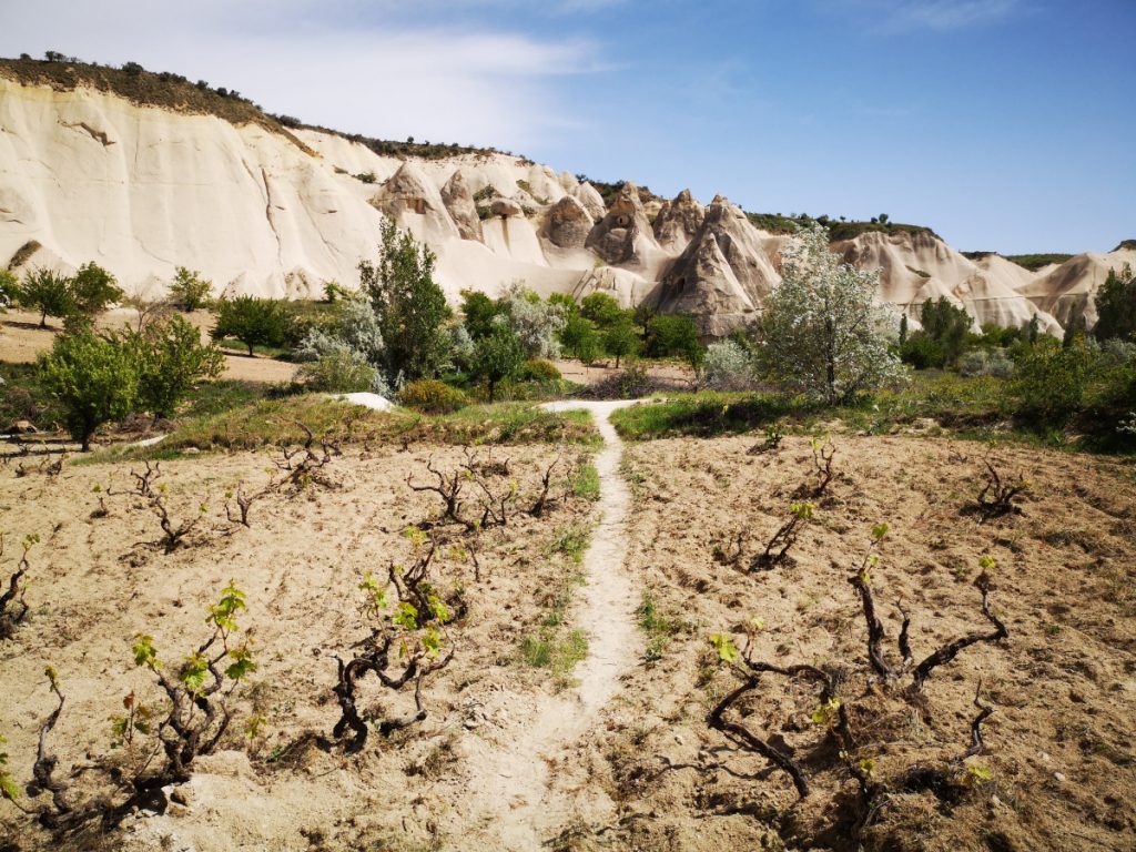 Vineyards in Love Valley - Cappadocia, Göreme - Turkey