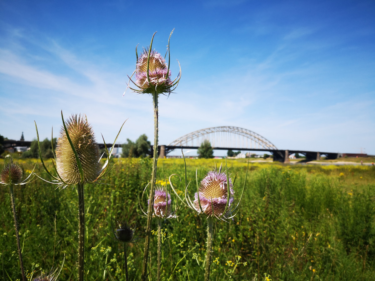 Wandelen buiten de Binnenstad van Nijmegen - Wandelen op het Ooijpad - 17 km - Zinvol Reizen