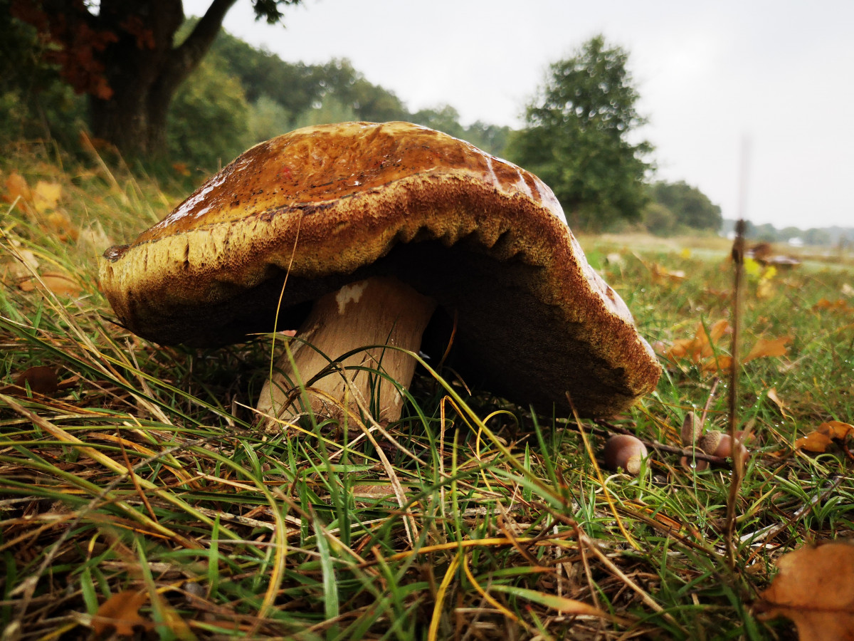 Paddenstoelen langs de route Vechtdal