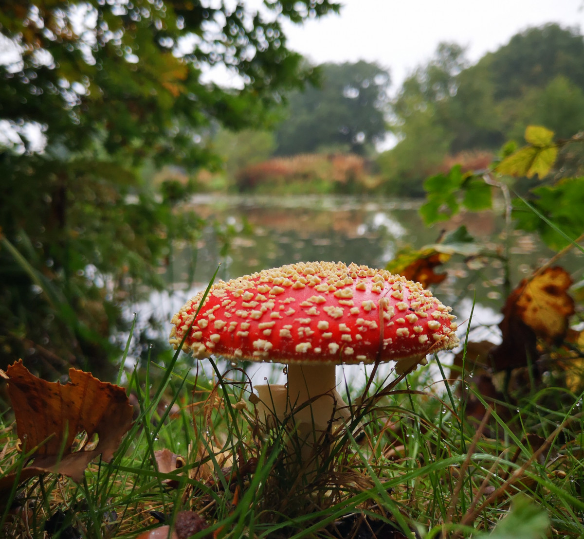 Paddenstoelen langs de route Vechtdal