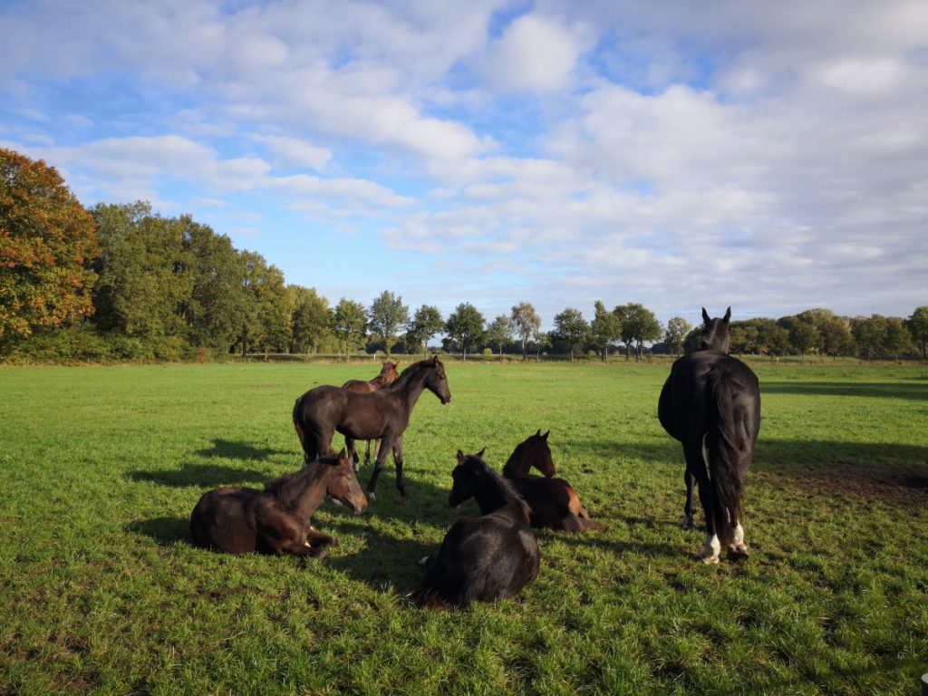Wandelen in het Vechtdal - Paarden langs de route