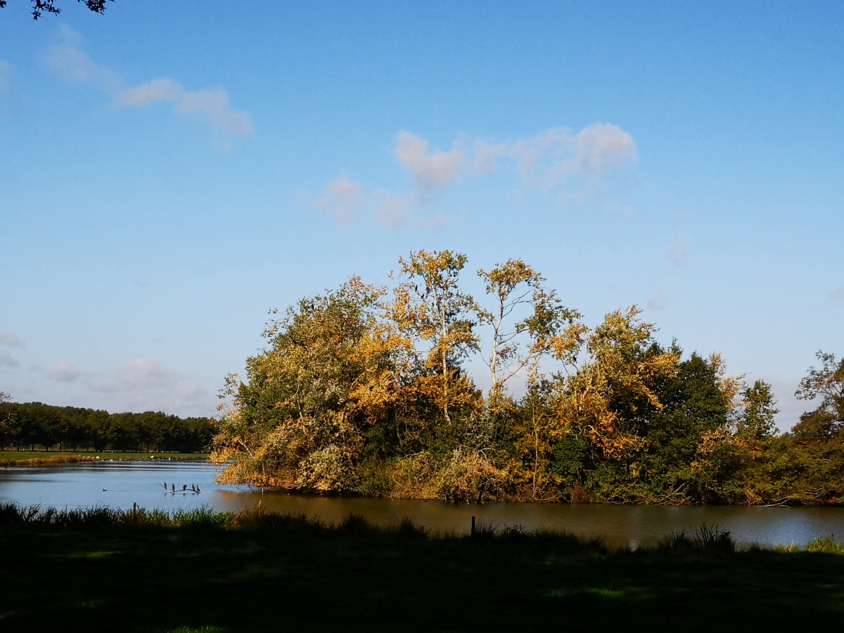 Aalscholvers op de tak boven het water - Vilsteren