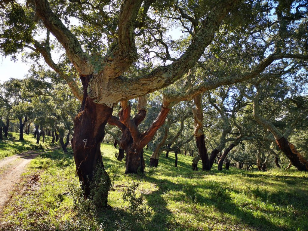 Cork Plantation in Portugal - Rota Vicentina