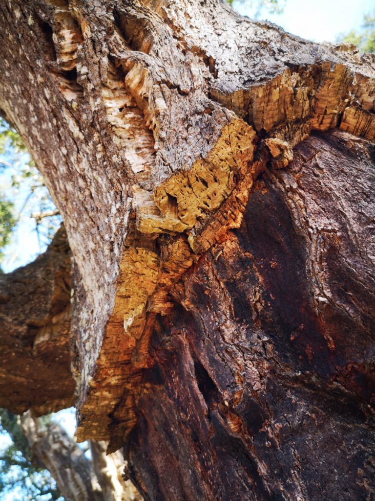 Cork Plantation in Portugal - Rota Vicentina