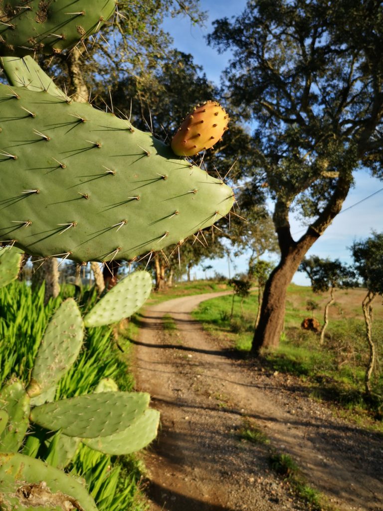 Safe and Healthy Travel on the Rota Vicentina - Historical Way Portugal - Stage 1, 2 & 3