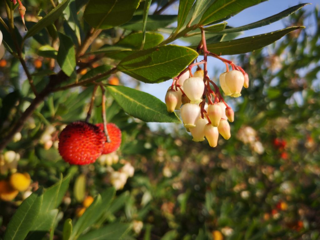strawberry tree - Rota Vicentina, Portugal