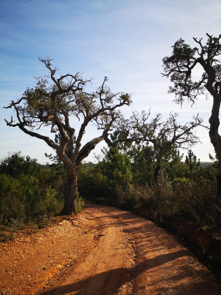 Cork Plantation - Rota Vicentina - Historical Way