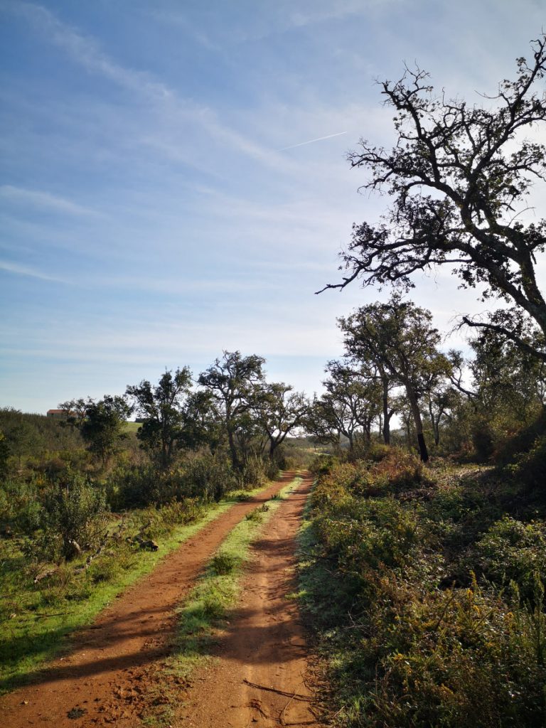 Cork Tree Plantation - Rota Vicentina - Historical Way portugal