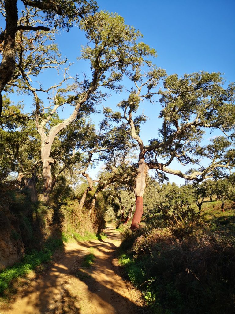 Great weather to hike on the Rota Vicentina - Historical Way Portugal