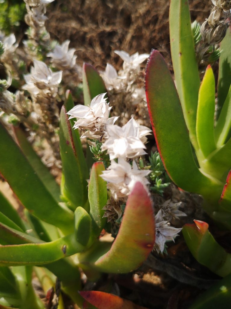 Fishermen's Trail in Portugal - Hiking along the Atlantic Ocean - Healthy Travel