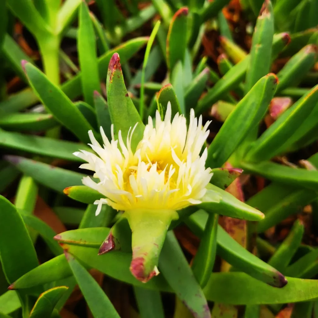 Hottentot fig on the Fishermen's Trail - Portugal