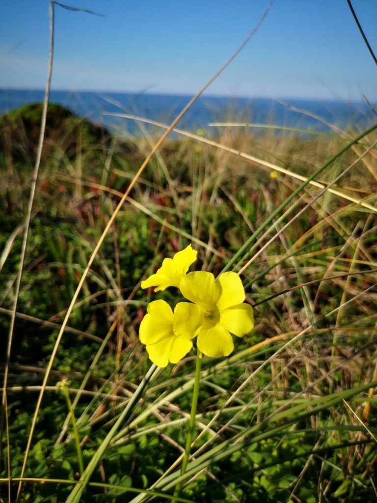 Stage 5 - Ambujeira do Mar to Odeceixe - 18,5 km Hiking along the Atlantic Ocean