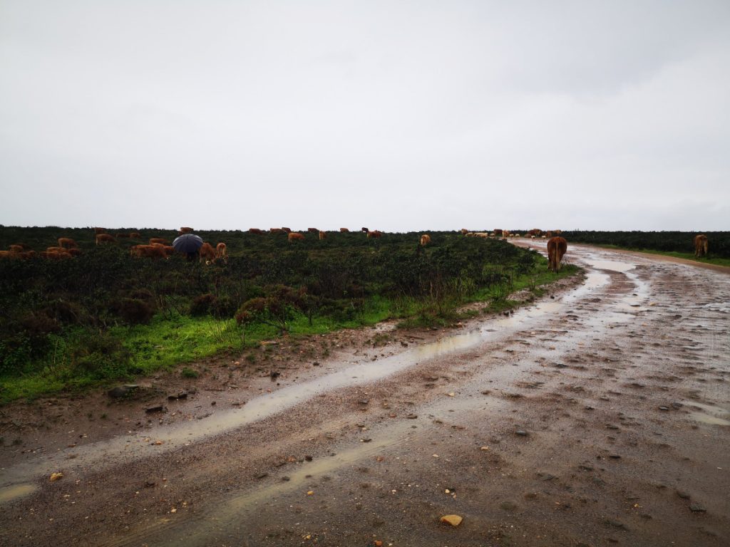 Cows and scheep on the path - The Fishermen's Trail - Hiking along the coast in Portugal - Part 2