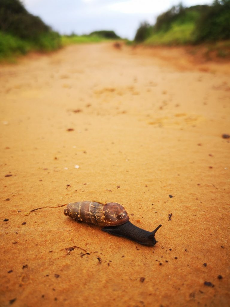 Ook de slakken zijn anders dan bij ons - Wandelen langs de kust in Portugal