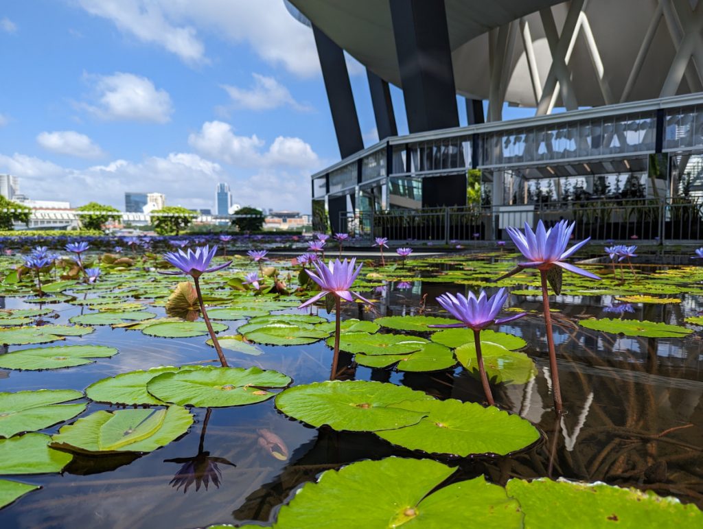 Water filled with beautiful lillies at Art Science Museum - Marina Bay Sands - Hiking in Singapore