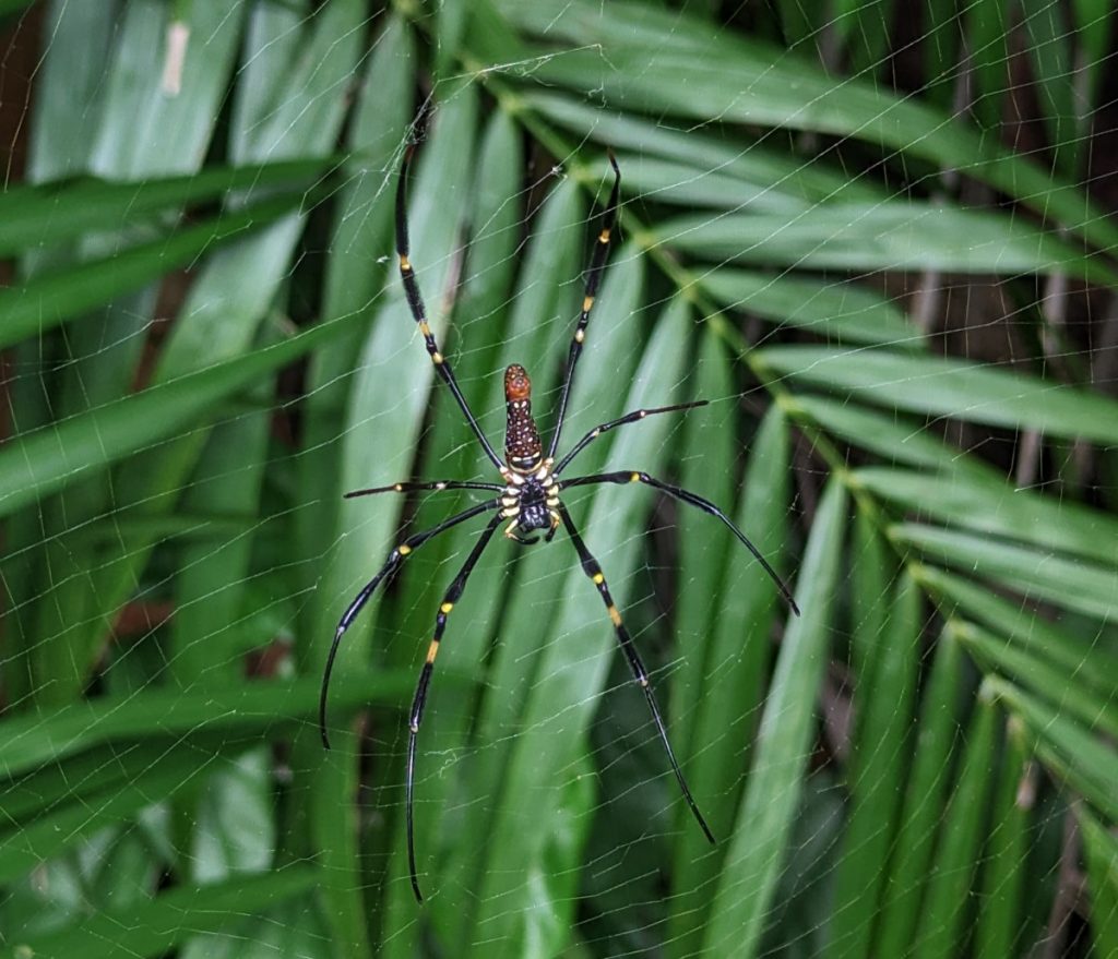 Nephila Pilipes - Big Spider, seen from Forest Walk
