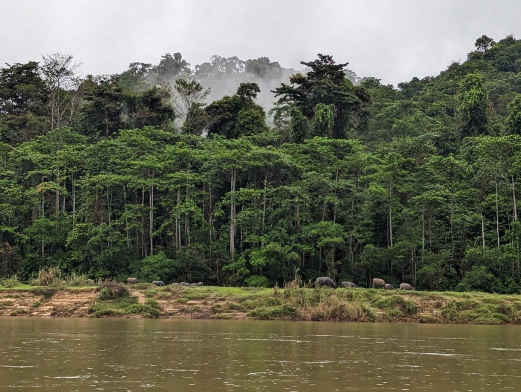 Zicht vanaf de boot op het oudste regenwoud ter wereld Taman Negara