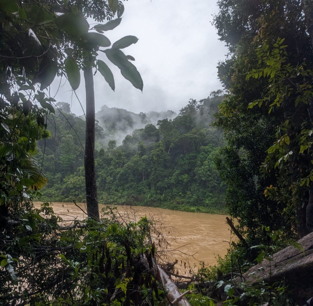 Bezoek het oudste regenwoud ter wereld de Taman Negara - Wandelen in het regenwoud Taman Negara, Maleisië
