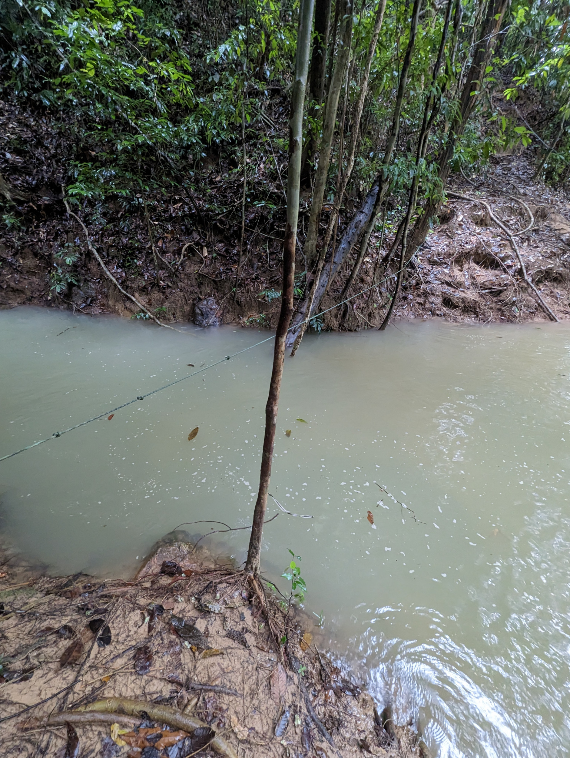 Bezoek het oudste regenwoud ter wereld de Taman Negara - Wandelen in het regenwoud Taman Negara, Maleisië