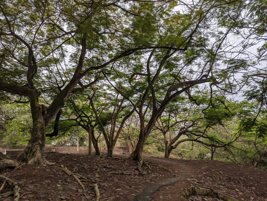 Hiking on Bukit China in Melaka - Mysterious walk across ancient Chinese cemetery - Melaka, Malaysia