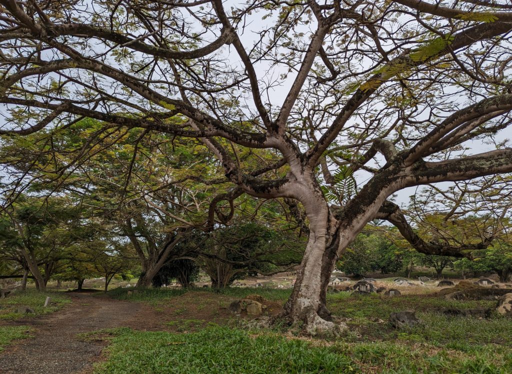 Hiking on Bukit China in Melaka - Mysterious walk across ancient Chinese cemetery - Melaka, Malaysia