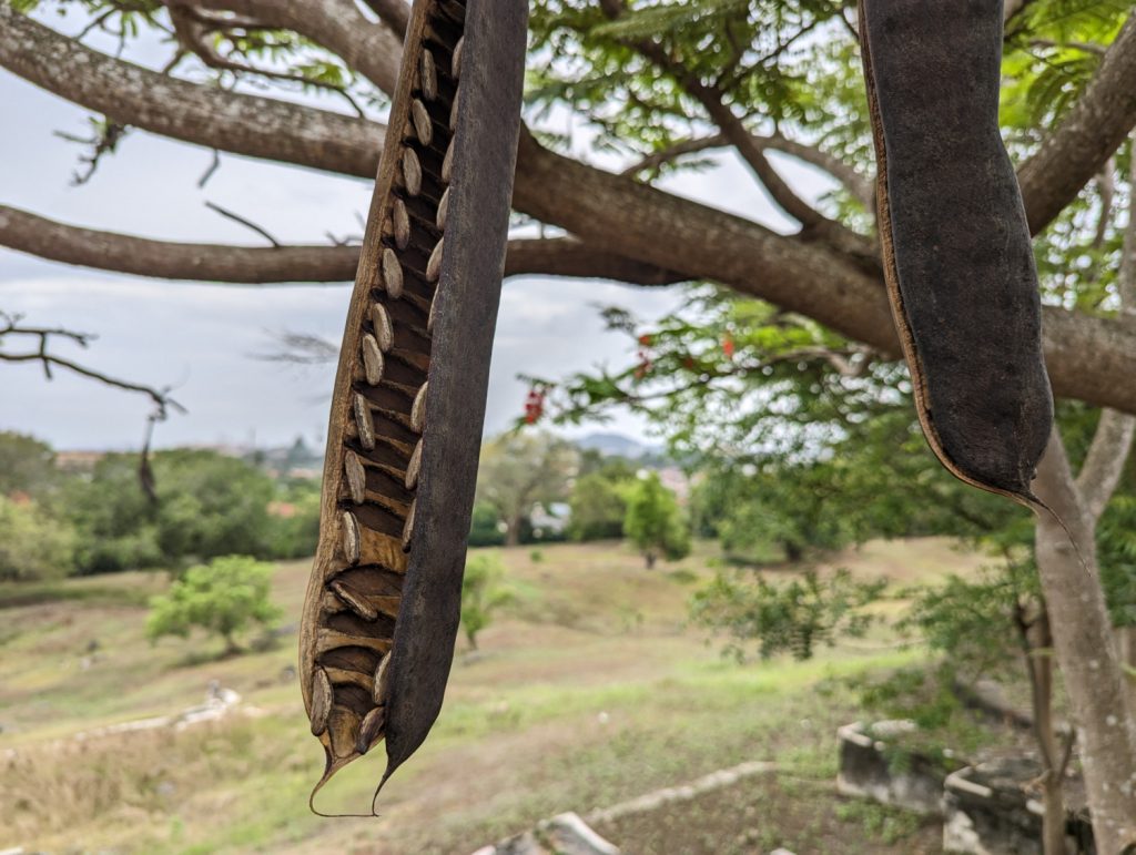 Seed list of flamboyant tree on Bukit China