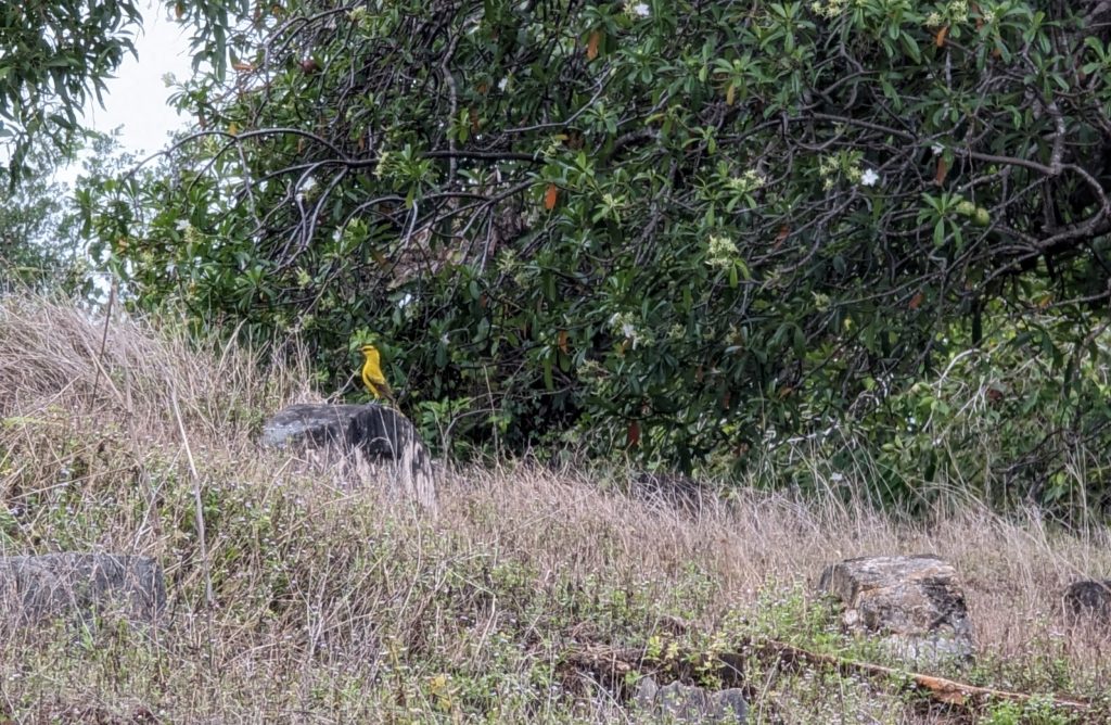 The Chinese Golden Oriole on a Chinese grave - Bukit China