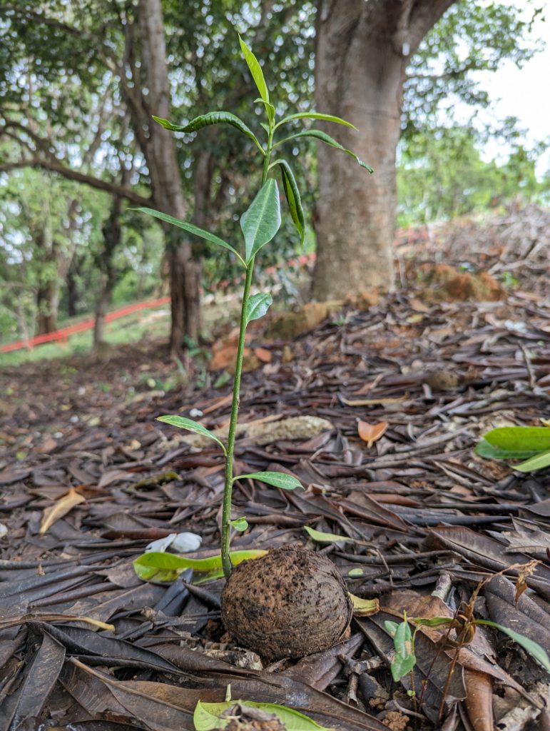 Vrucht van de Cerbera die al aan het groeien is - Bukit China, Melaka