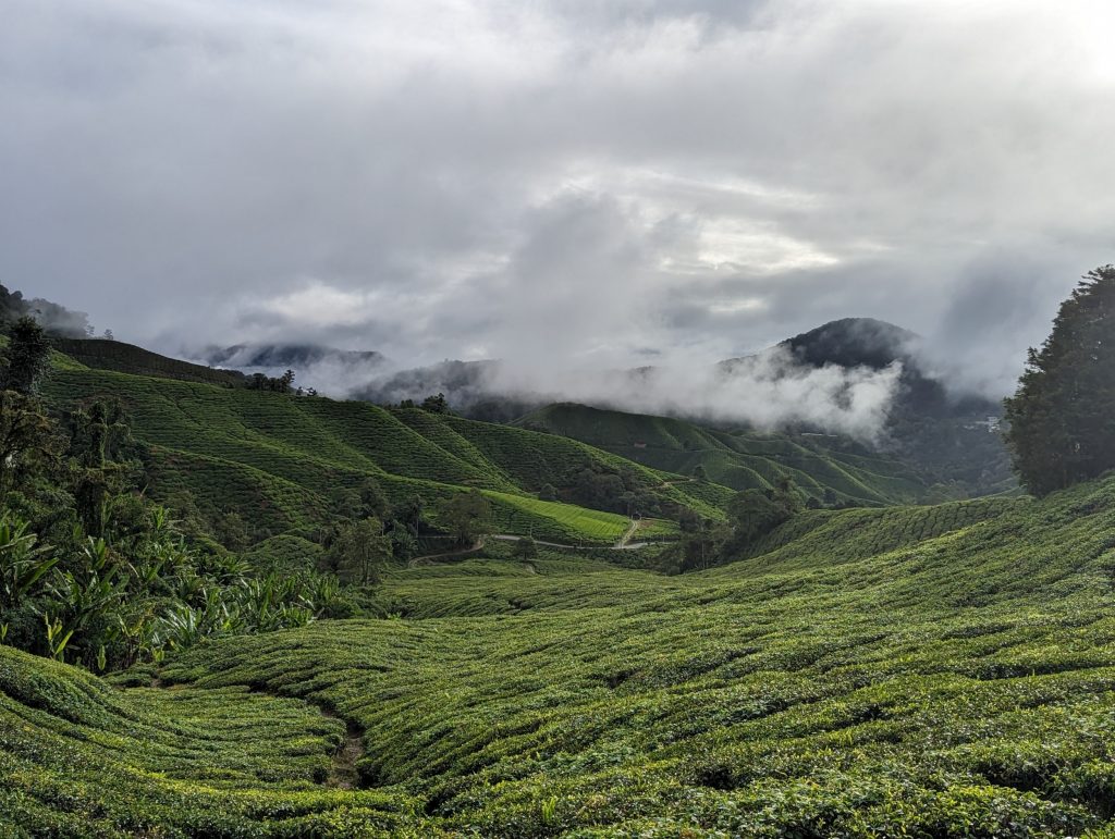 Theeplantages van de Cameron Highlands - Tanah Rata, Maleisië