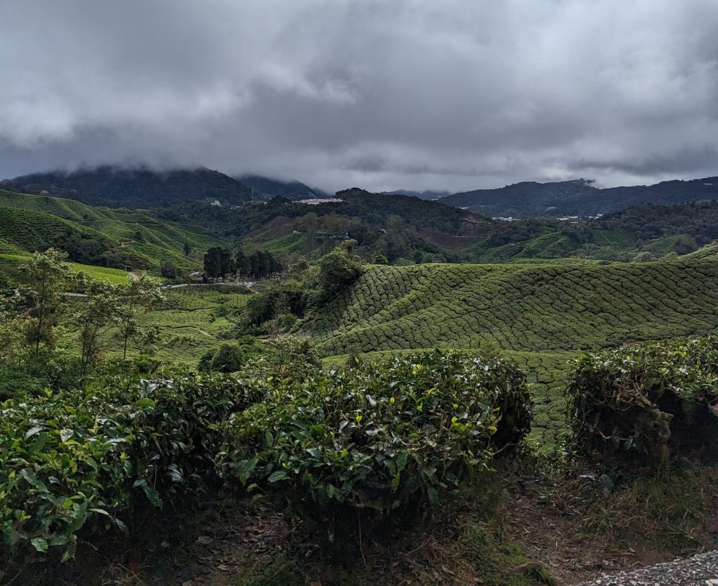 Teaplantation Cameron Highlands - Tanah Rata, Maleisië