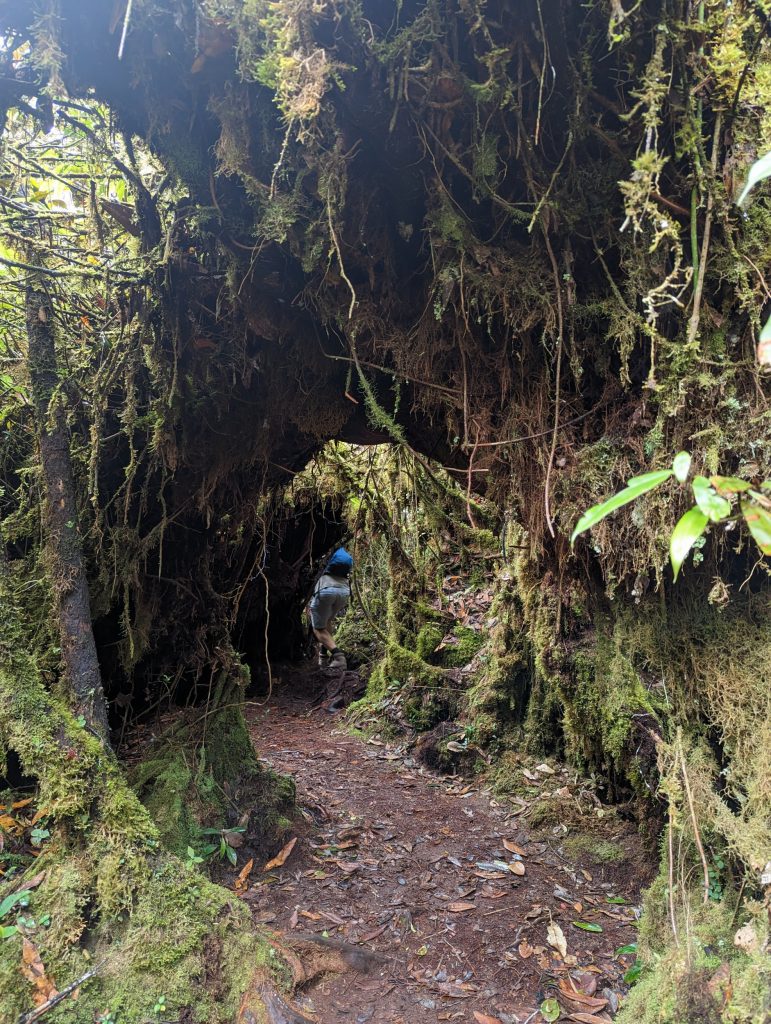 Mossy Forest nabij de theeplantages van Tanah Rata - Cameron Highlands