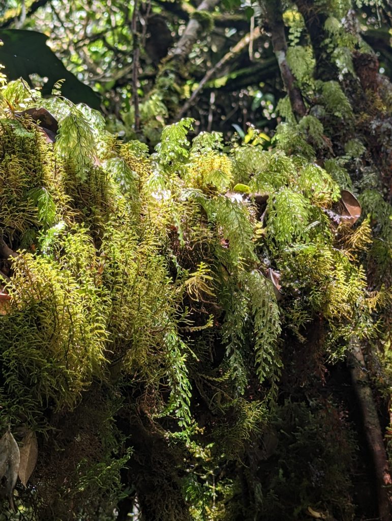 Mossy Forest near the tea plantation of Tanah Rata - Cameron Highlands