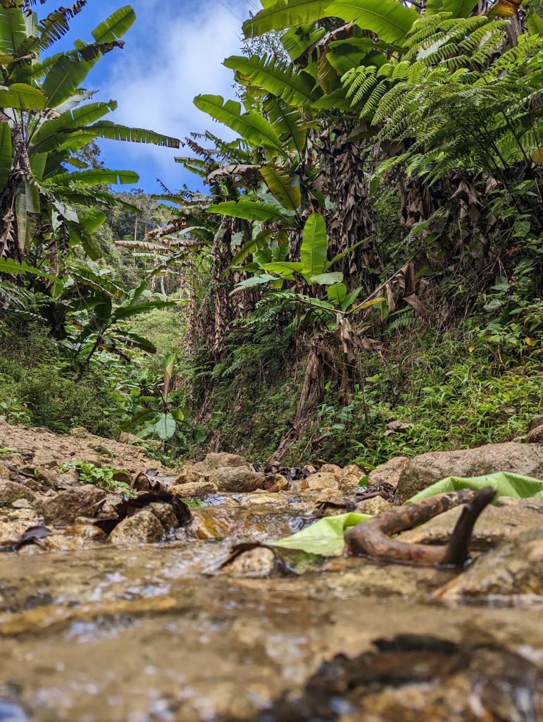 Wandelen in de theeplantages van Cameron Highlands, Tanah Rata, Maleisië