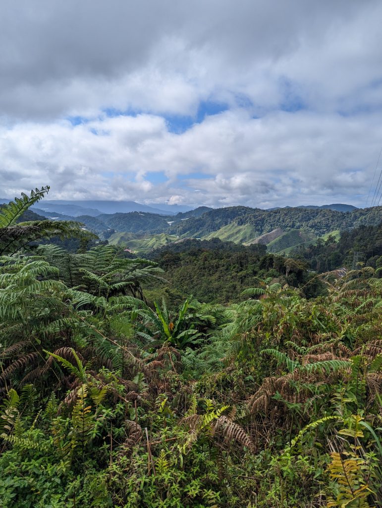 Wandelen in de theeplantages van Cameron Highlands, Tanah Rata, Maleisië