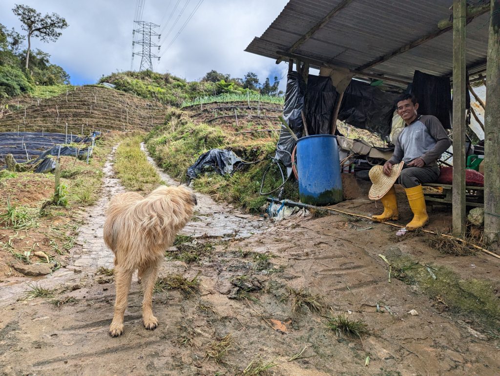 Wandelen in de theeplantages van Cameron Highlands, Tanah Rata, Maleisië