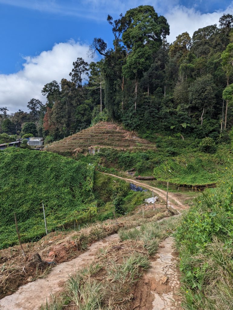 Wandelen in de theeplantages van Cameron Highlands, Tanah Rata, Maleisië