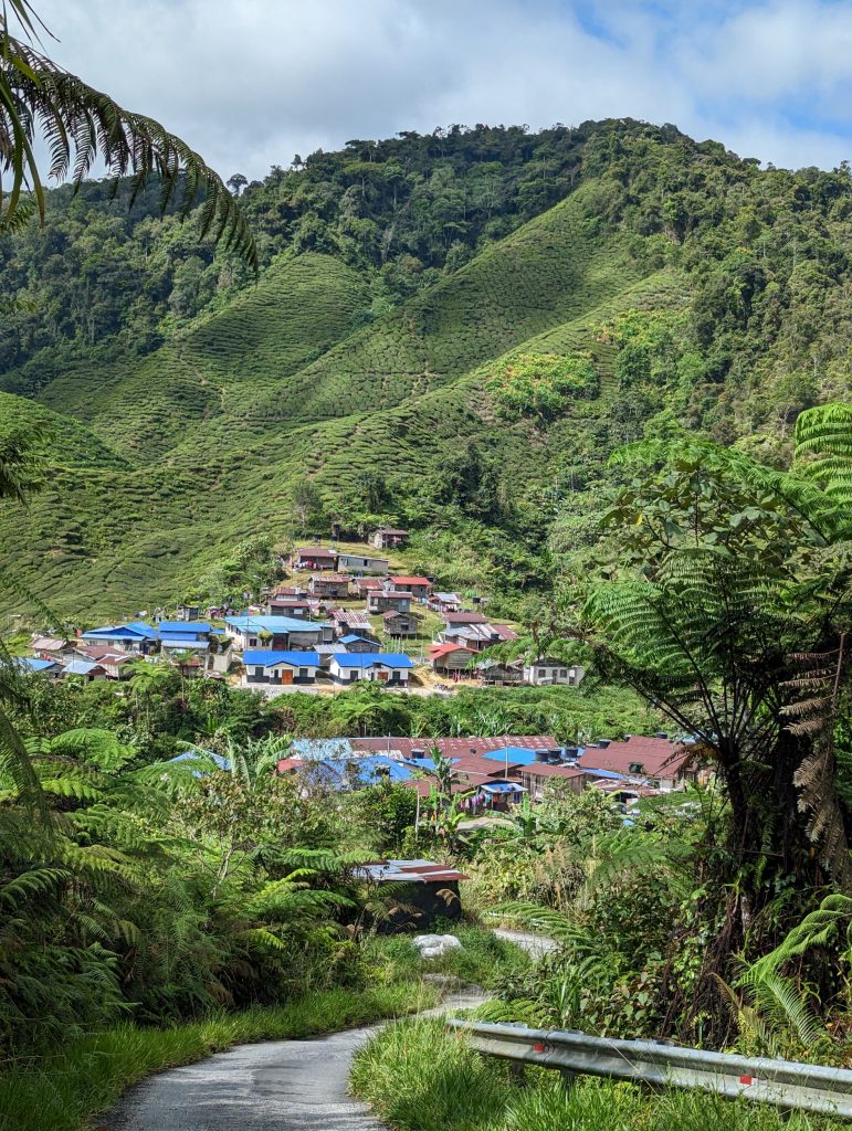 Wandelen in de theeplantages van Cameron Highlands, Tanah Rata, Maleisië