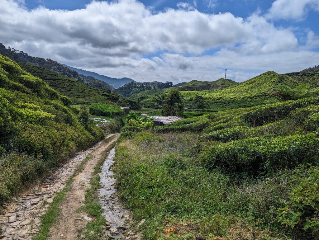 Wandelen in de theeplantages van Cameron Highlands, Tanah Rata, Maleisië