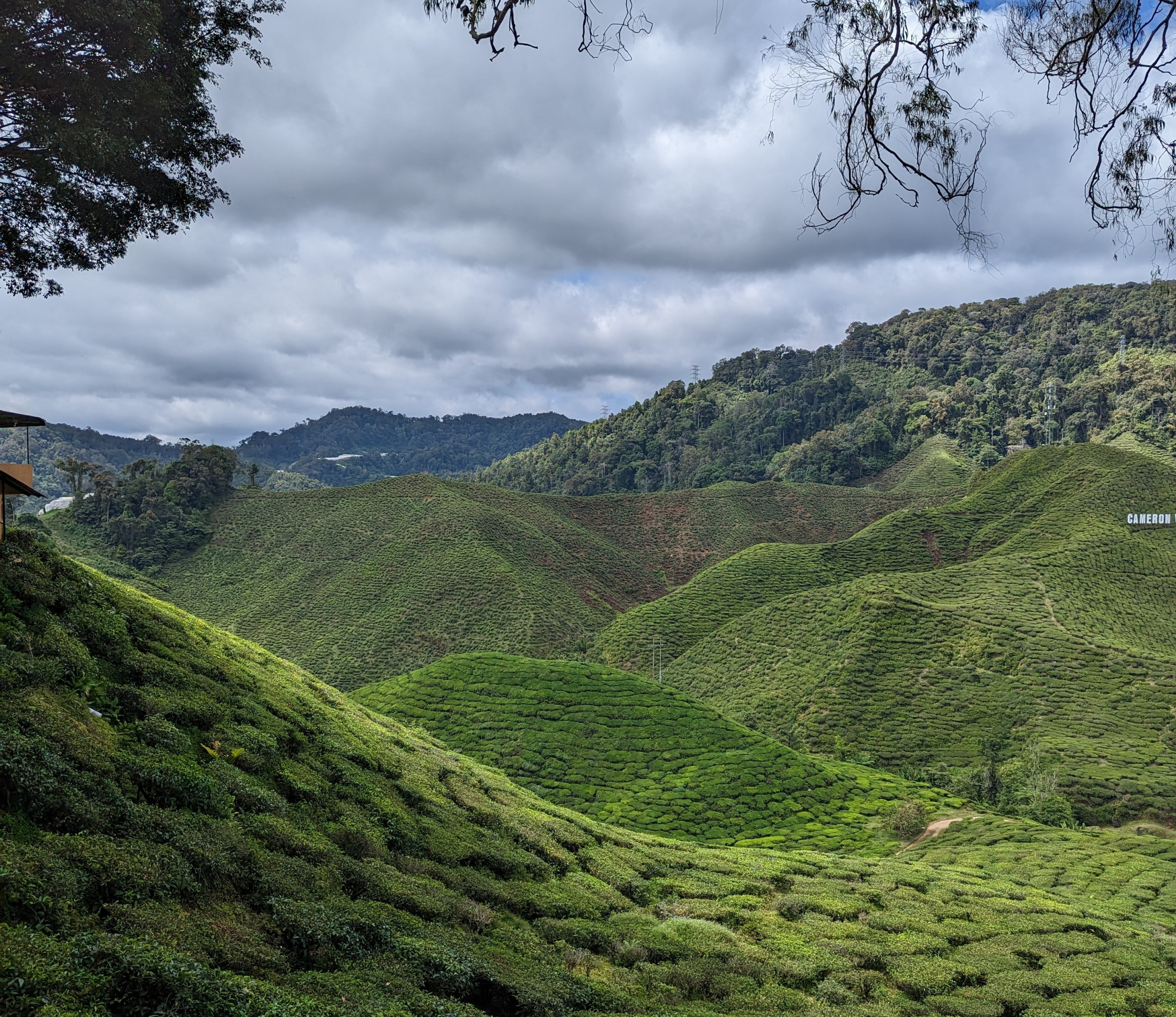 Wandelen in de theeplantages van Cameron Highlands, Tanah Rata, Maleisië