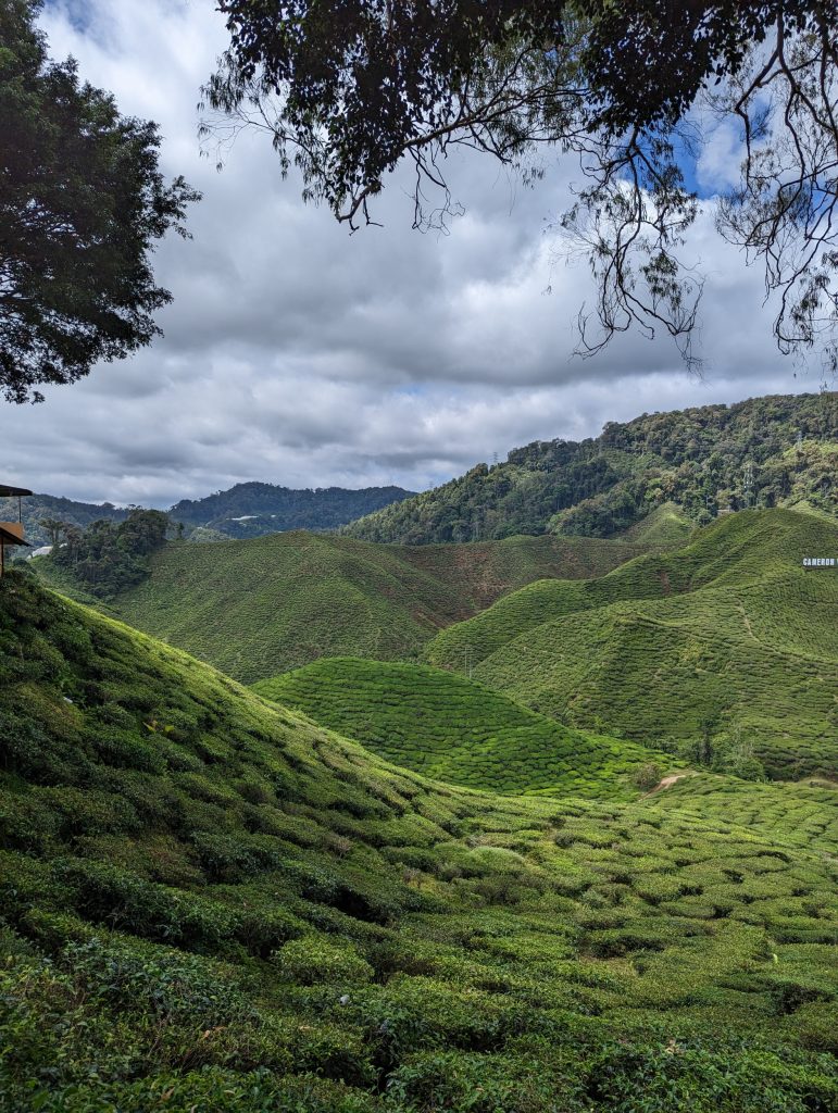 Bharat Teaplantation - Cameron Highlands - Tanah Rata