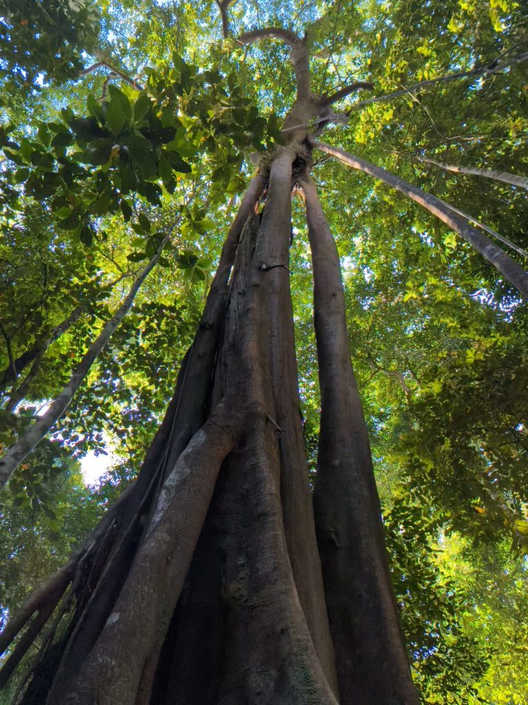 De Jungle van Langkawi - Hiken op Machinchang Trail